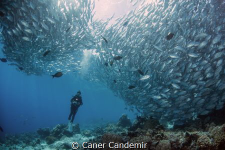 Jackfishes and my best model :) by Caner Candemir 