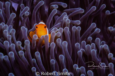 I really love clownfish, especcially when they are in a n... by Robert Smits 