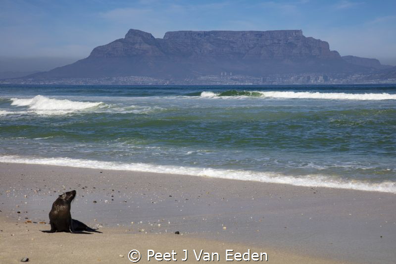 Marooned
Baby seal far away from its colony. Most likely... by Peet J Van Eeden 