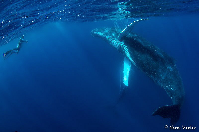 Amazing encounter with Humpback Whale in Tonga by Norm Vexler 