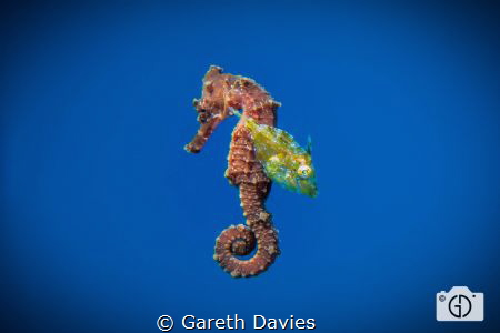 Found these two floating below the dive boat while I was ... by Gareth Davies 