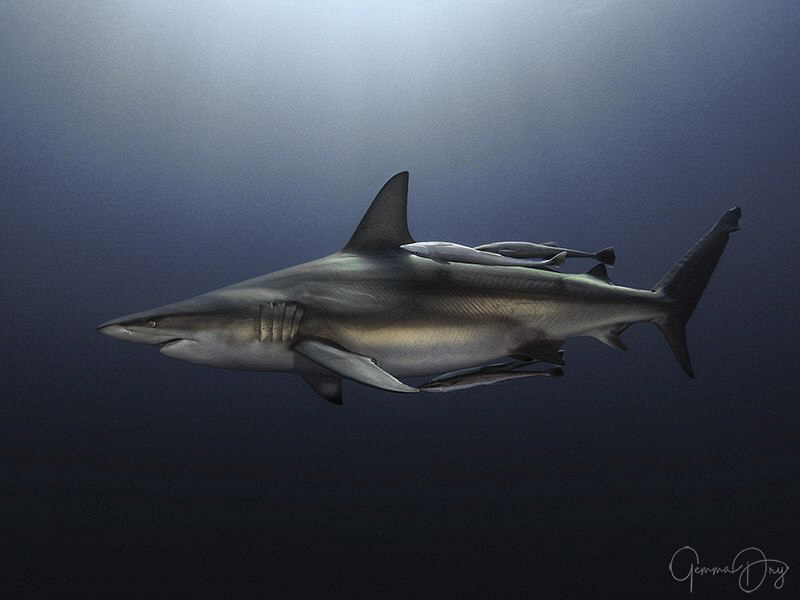 Oceanic Blacktip shark cruising on Aliwal Shoal by Gemma Dry 