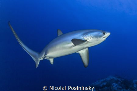 Delusions encounter with a drescher shark
Taken in Octob... by Nicolai Posininsky 