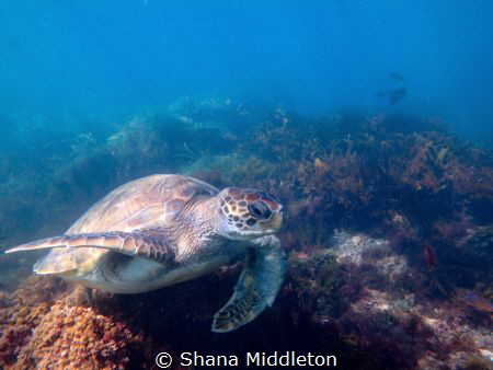 Turtle scavenging for food off La Jolla Shores by Shana Middleton 