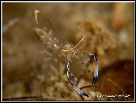 This cleaner shrimp wanted to give my camera lens a clean... by Yves Antoniazzo 