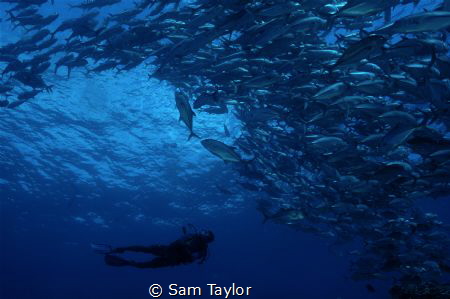 Kiddi, local guide amongst the Jacks Kimbe bay PNG by Sam Taylor 