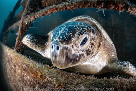 Turtle Stare Off on the Fang Ming Wreck by Nick Polanszky 