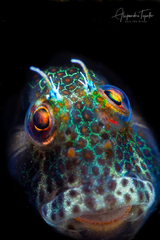 Blenny with eye in the Sky, La Paz Mexico by Alejandro Topete 