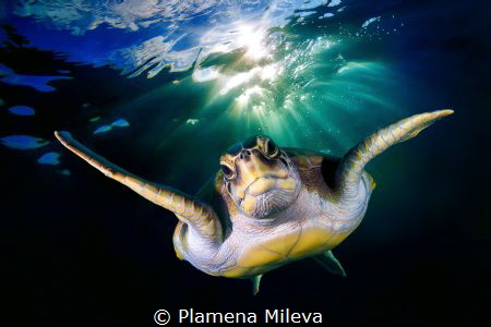 Turtle portrait by Plamena Mileva 