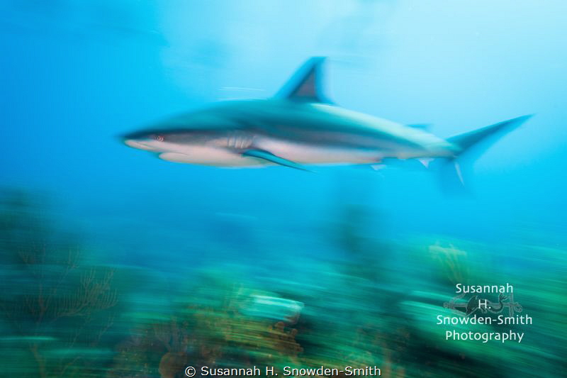 "Faaaast!" - A Caribbean reef shark speeds across a coral... by Susannah H. Snowden-Smith 