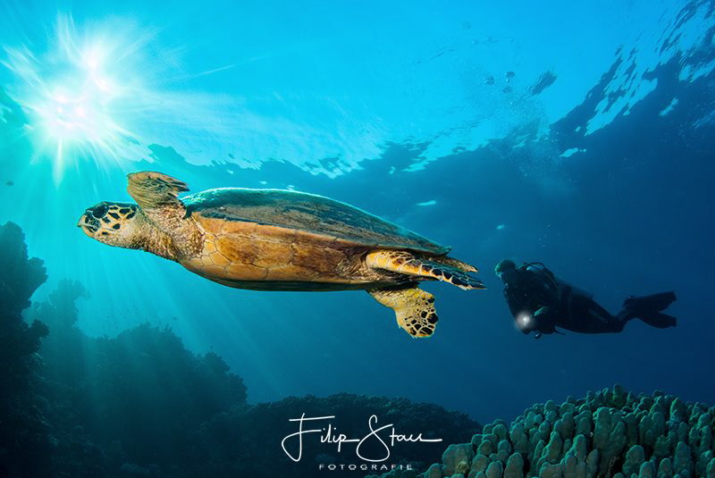 "Follow that turtle", Dahab, Egypt. by Filip Staes 