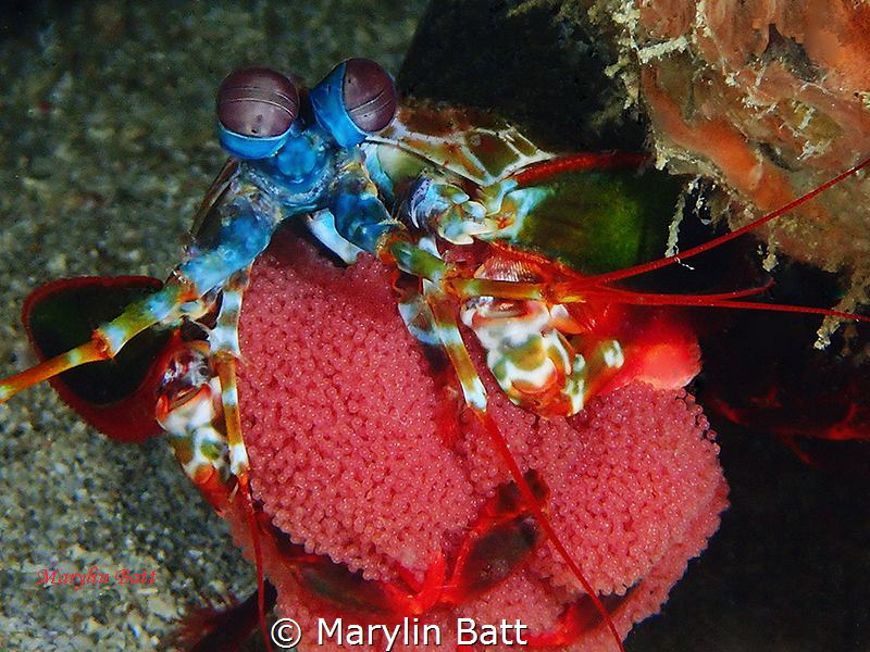 Mantis shrimp with eggs by Marylin Batt 