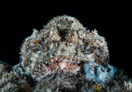 Scorpion Fish.  Relying on camouflage.
 by Frankie Rivera 