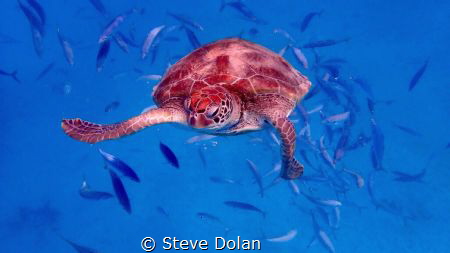 “Curious” Green Sea Turtle came in for a closer look at t... by Steve Dolan 