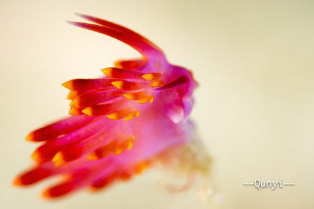 A running rabbit. A nudibranch facing against the current... by Qunyi Zhang 