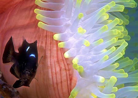 Three-Spot Dascyllus, the "other" anemonefish-- Wailigi L... by Andrew Dawson 