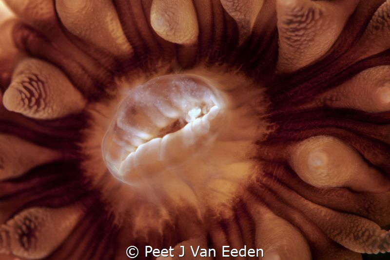 Large Cup Coral in False bay South Africa by Peet J Van Eeden 