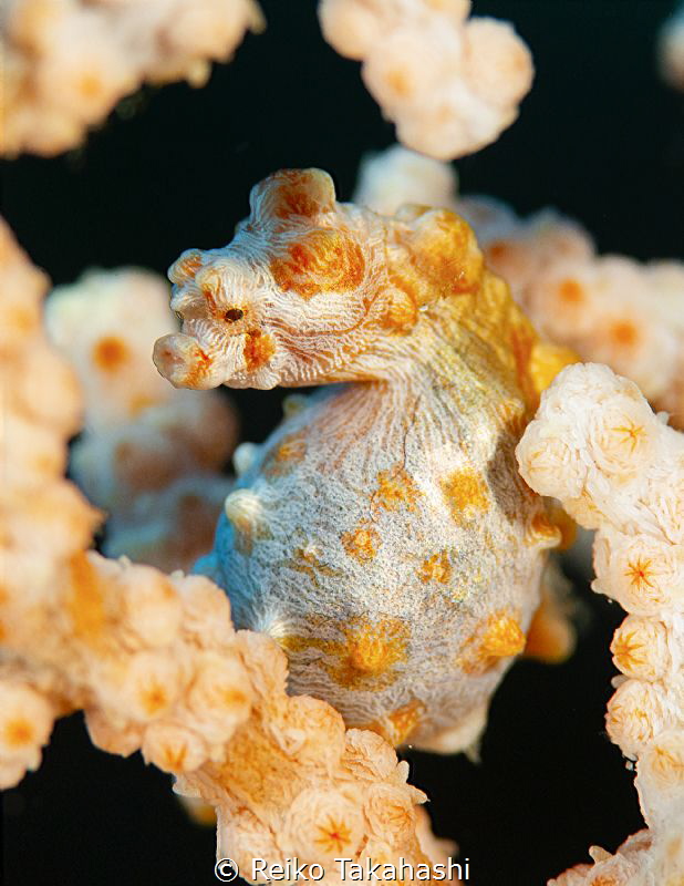 The mother of Pygmy seahorse gives eggs to the father's p... by Reiko Takahashi 
