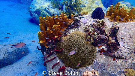 School of Brown Chromis at Anse Cochon Reef in St. Lucia.... by Steve Dolan 