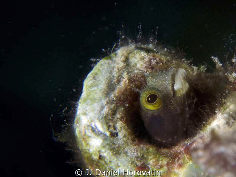 A spinyhead blenny look for its lunch by J. Daniel Horovatin 