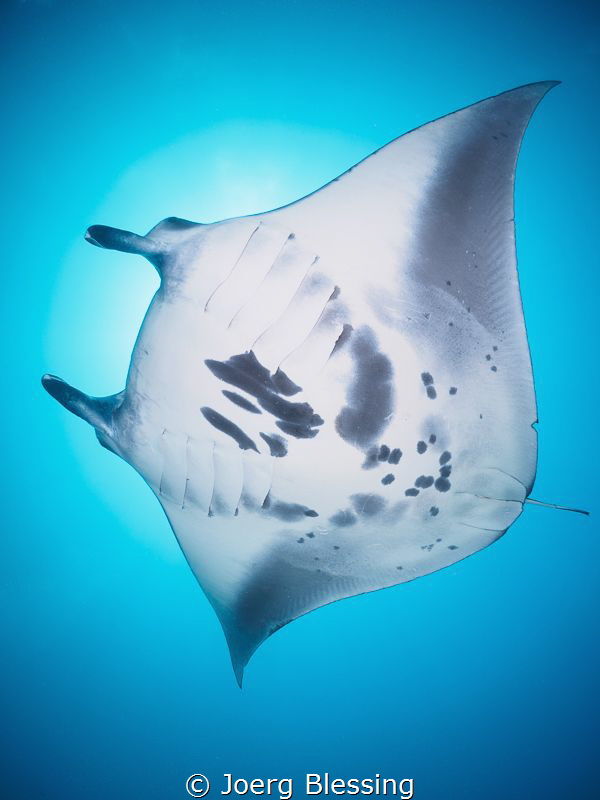 Reef  Manta at the cleaning station by Joerg Blessing 