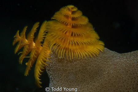 Christmas Tree Worm shot in January off the West coast of... by Todd Young 
