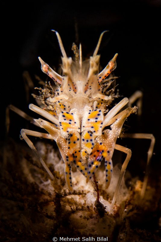 Tiger shrimp with snoot torch. by Mehmet Salih Bilal 