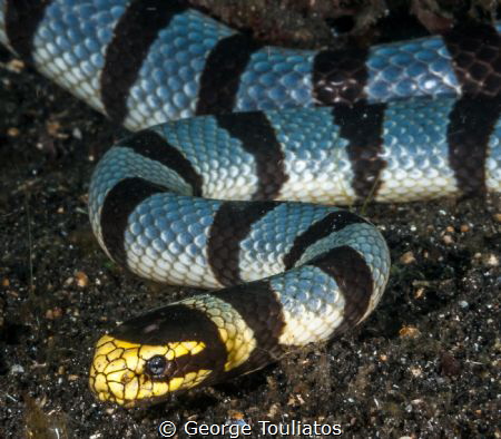 Sea Snake!!! by George Touliatos 
