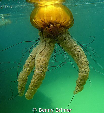 Sea Nettle, Monterey California by Benny Brimer 