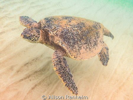 Turtle, Mākena Landing, Maui by Alison Ranheim 