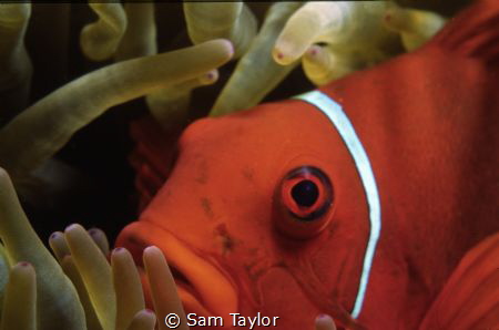 Spinecheek anemonefish portrait. Nikons 5 macro framer & ... by Sam Taylor 