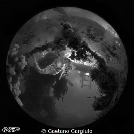 flash off then black-white conversion by Gaetano Gargiulo 