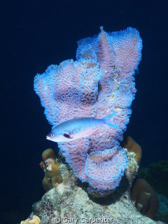 
Azure vase sponge - Callyspongia plicifera & Creolefish... by Gary Carpenter 