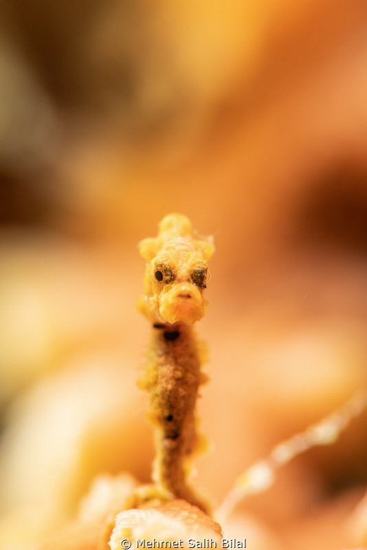 Very small but charismatic yellow bargibandi pygmy seahor... by Mehmet Salih Bilal 