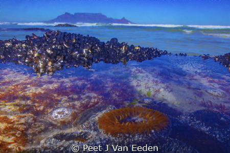 Underwater Cape Town.A sandy anemone keeps guard with Tab... by Peet J Van Eeden 