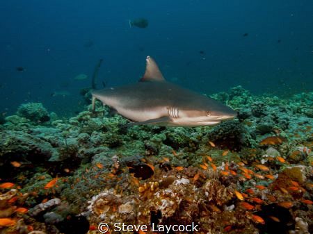 grey reef shark cruising, by Steve Laycock 