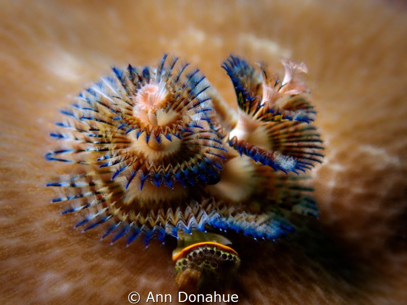 I love Xmas tree worms and this one has such unusual colo... by Ann Donahue 