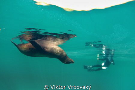 Sleeping Sea Lion and his Fan (Concha Perla, Isla Isabela... by Viktor Vrbovský 
