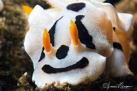 Chromodoris dianae photographed with a Canon 60 mm macro ... by Laurie Slawson 