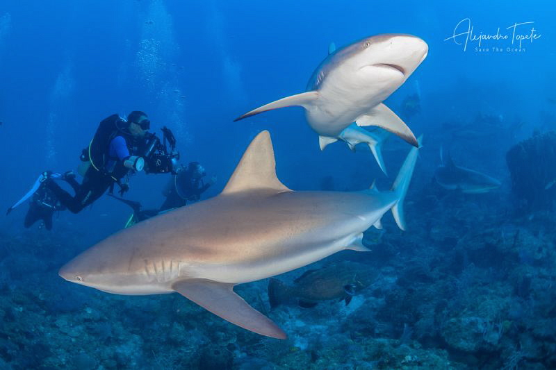 Sharks and Divers, Gardens of the Queen Cuba by Alejandro Topete 