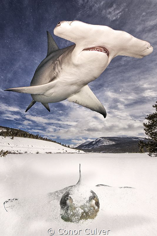 "Hide and Seek" The Great Hammerhead shark's favorite foo... by Conor Culver 