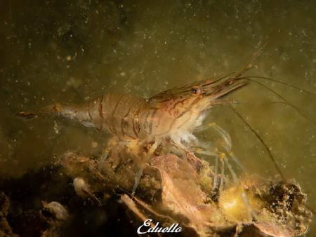 Just a shrimp (gewone steurgarnaal, palaemon serratus) by Eduard Bello 