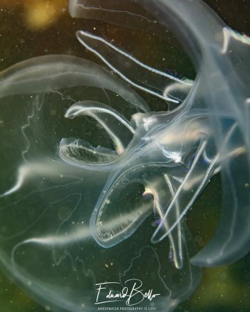 Jellyfish, meloenkwal by Eduard Bello 