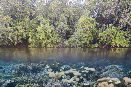 Healthy Marine Ecosystem by Wawan Mangile 