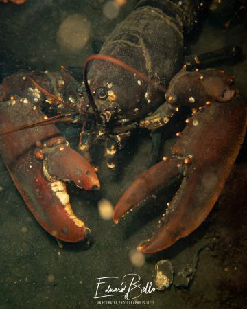Common lobster, kreeft, homarus gammarus by Eduard Bello 
