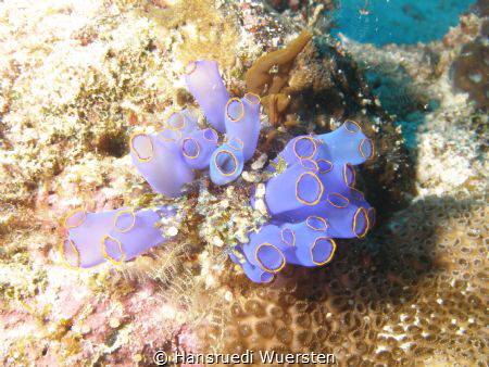 Blue Sea Squirt - Clavelina caerulea by Hansruedi Wuersten 