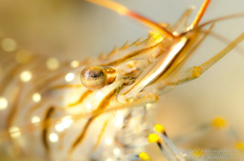 Macro shot of a shrimp where the eye is in focus. by Rene B. Andersen 