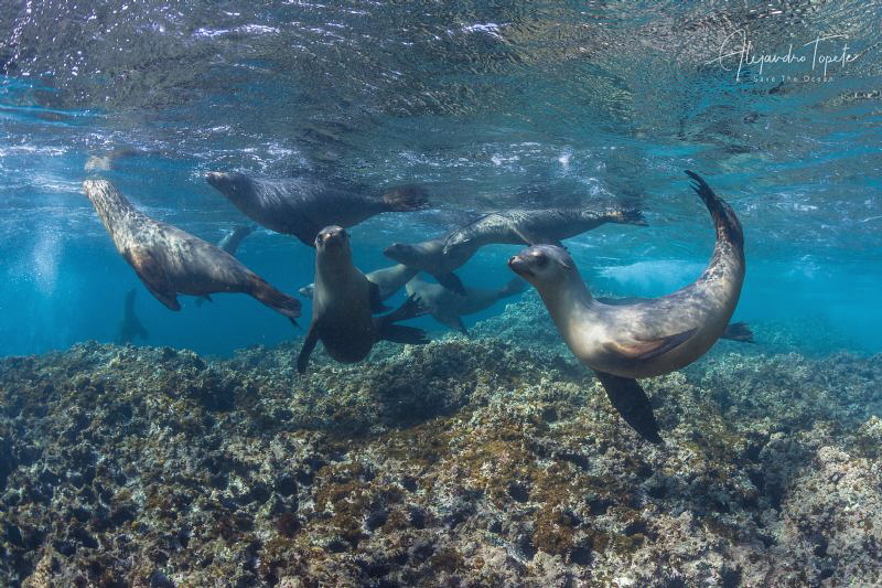 Sea Lions Playing in the Reef,Bahia Magdalena, Mexico by Alejandro Topete 