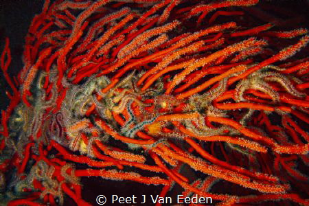 Strangled

Brittle stars interwoven with a palmate sea fan by Peet J Van Eeden 