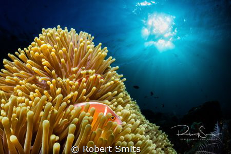 Did you know that clownfish (Nemo) have many relatives in... by Robert Smits 